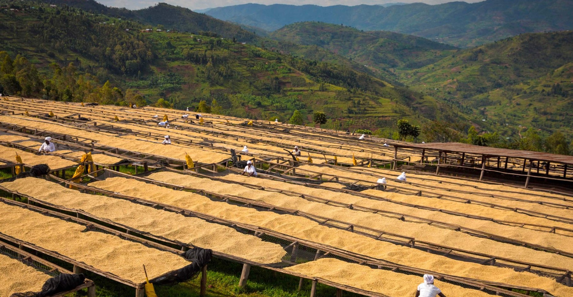 Sustainable Coffee: Exploring Ethical Sourcing and Environmental Impact